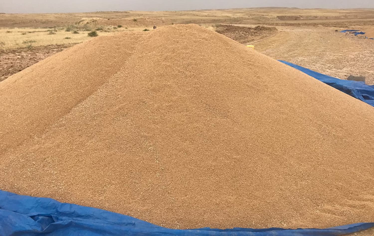 استلام أكثر من مليون طن قمح من مزارعي الحسكة