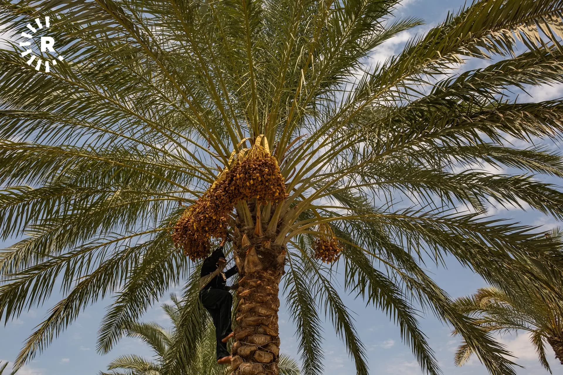 الزراعة العراقية: إنتاج التمور هذا العام سيتجاوز 850 ألف طن