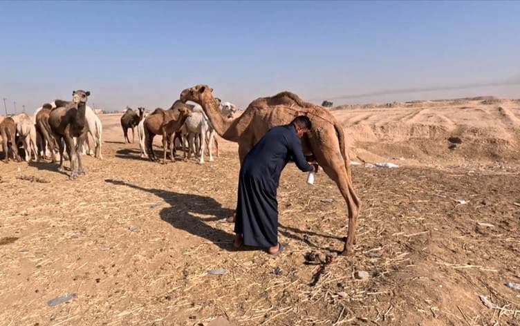   مربّي إبل يدرّ دخله من بيع حليبها على طريق كركوك - بغداد
