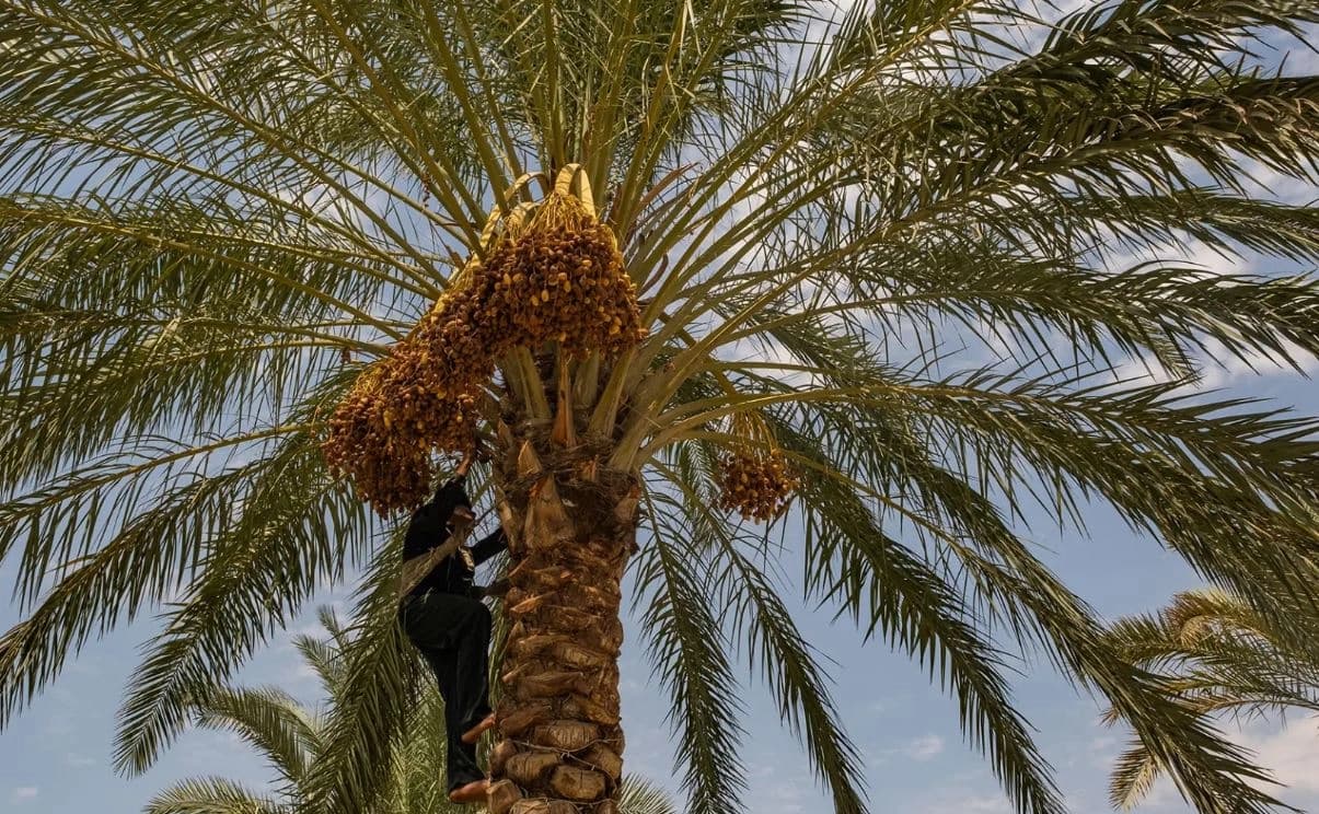 خانقين تخسر 50 ألف نخلة بسبب قطع الأشجار وانتشار الأمراض